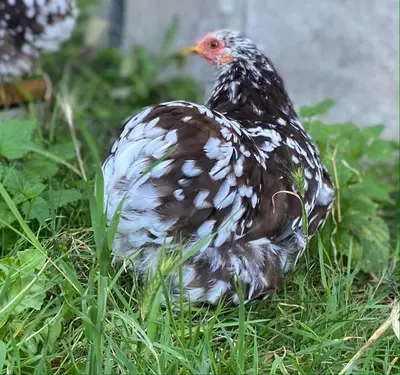 Animaux dans la maison de vacances ou à proximité