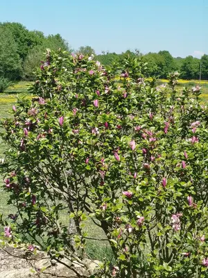 Jardin de l'établissement Maisonnette Familiale proche du PUYDUFOU