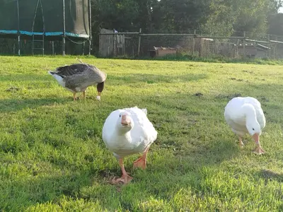 Animaux dans la maison de vacances ou à proximité