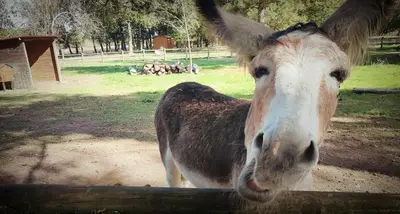 Animaux dans le camping ou à proximité
