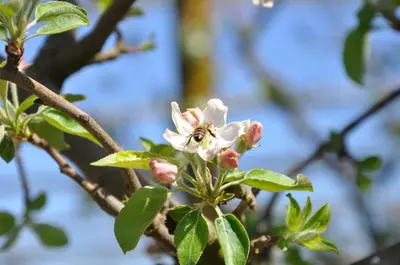 Plan de l'établissement Chambre d'Hôtes La Maisonnette