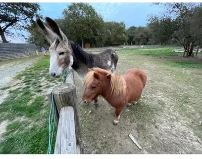 Animaux dans le camping ou à proximité