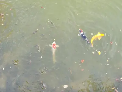 Vue sur la rivière ou le fleuve situé(e) à proximité de la maison d'hôtes
