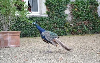 Animaux dans la maison de vacances ou à proximité