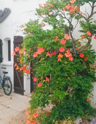 Jardin de l'établissement Les Moussaillons