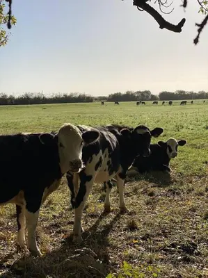 Animaux dans l'appartement ou à proximité