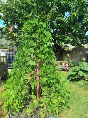 Jardin de l'établissement Previera