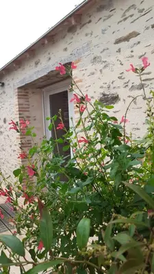 Jardin de l'établissement Les Gîtes du Lac - L'Ecurie - Maison 2 chambres 60m2 - Proche Nantes avec Terrasse