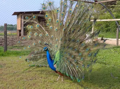 Animaux dans la maison de vacances ou à proximité