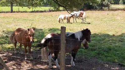 Animaux dans le camping ou à proximité