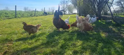 Animaux dans l'appartement ou à proximité