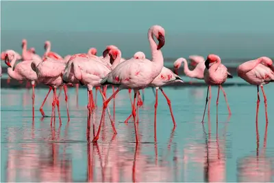 Animaux dans la maison de vacances ou à proximité