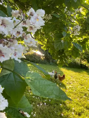 Jardin de l'établissement CH1- MANOIR DU MOULINIER - Campagne - Calme - Petit-déj inclus - Table d'hôte sur réservation - Parking gratuit