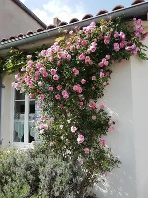 Jardin de l'établissement Le Cottage