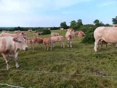Animaux dans l'appartement ou à proximité