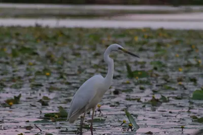 Animaux dans l'appartement ou à proximité