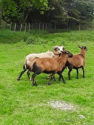 Animaux dans la maison de vacances ou à proximité
