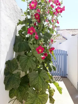 Jardin de l'établissement Les volets bleus