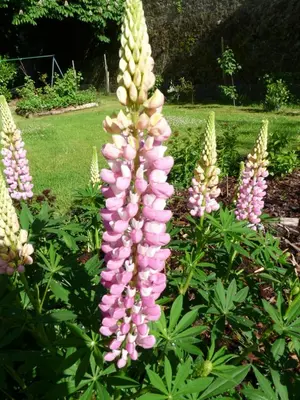 Jardin de l'établissement Gîte des trois pommes
