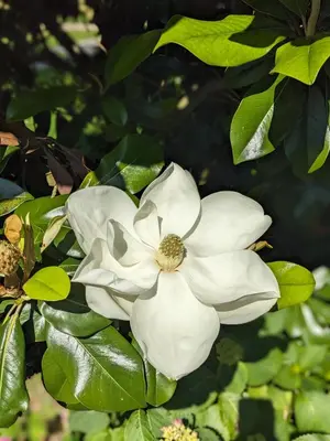 Jardin de l'établissement Chambres d'hôtes Le Cerisier