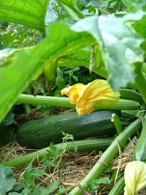 Jardin de l'établissement Gites De L'Etang Des Noues
