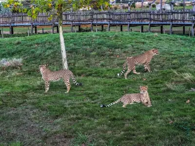 Animaux dans la maison de vacances ou à proximité