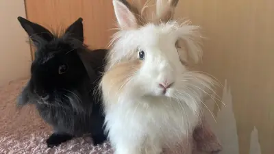 Animal ou animaux domestique(s) séjournant avec des clients dans l'établissement Farmhouse