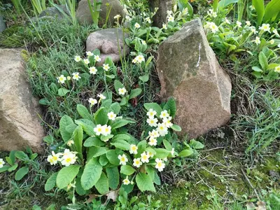 Jardin de l'établissement Chambre Nature Gould'Oie Zen