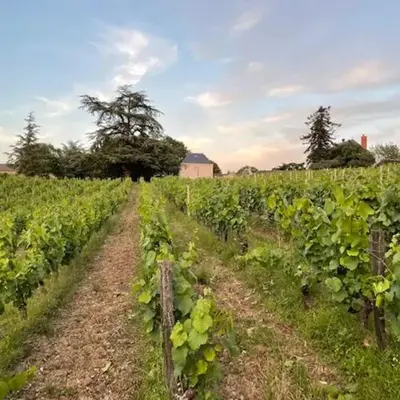 Pavillon du XIXème au milieu des vignes