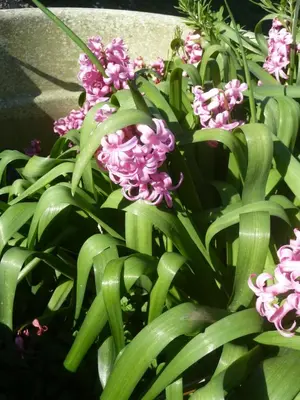 Jardin de l'établissement La Bonbonnière des oliviers
