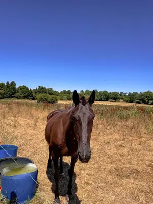 Animaux dans la maison de vacances ou à proximité