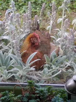 Animaux dans le B&B/chambre d'hôtes ou à proximité