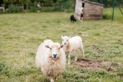 Animaux dans la maison de vacances ou à proximité