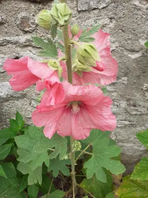 Jardin de l'établissement Chambres Zola