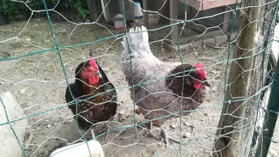 Animaux dans le B&B/chambre d'hôtes ou à proximité