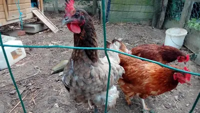 Animaux dans le B&B/chambre d'hôtes ou à proximité