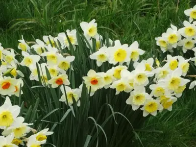 Jardin de l'établissement Chambres d'hôtes 