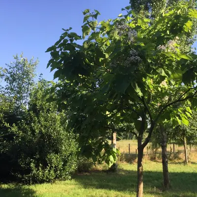 Jardin de l'établissement Gîte climatisé de La Haute Rue