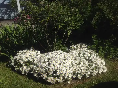 Jardin de l'établissement Villa Aiguemarine