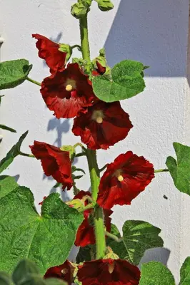 Jardin de l'établissement La Chaize - Villa, Suites & Spa