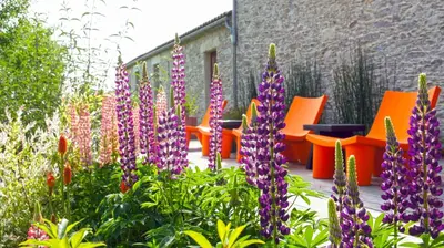 Jardin de l'établissement La Demeure de Saint Fiacre