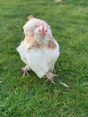 Animaux dans la maison de vacances ou à proximité