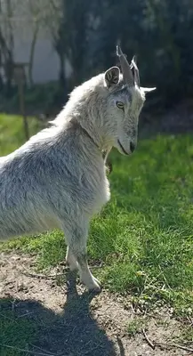Animal ou animaux domestique(s) séjournant avec des clients dans l'établissement Gite Puydufou -5kms- La Séraphina, Chambretaud
