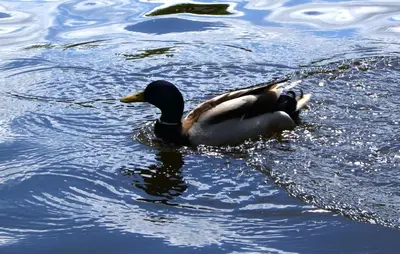 Animaux dans l'appartement ou à proximité