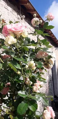 Jardin de l'établissement au fabuleux festin