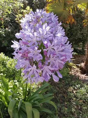 Jardin de l'établissement Camping La Loire Fleurie