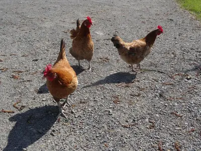 Animaux dans le B&B/chambre d'hôtes ou à proximité
