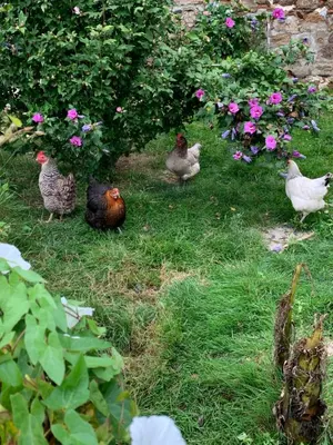 Animaux dans le B&B/chambre d'hôtes ou à proximité