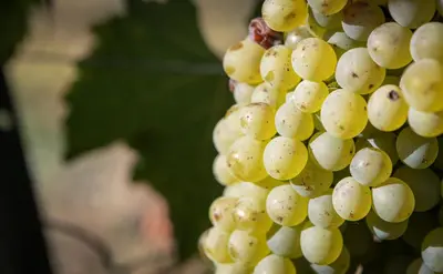 Plan de l'établissement Vignoble Château Piéguë - winery