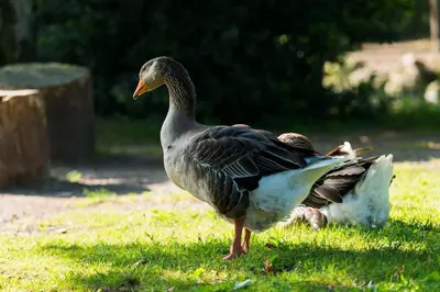 Animaux dans le camping ou à proximité